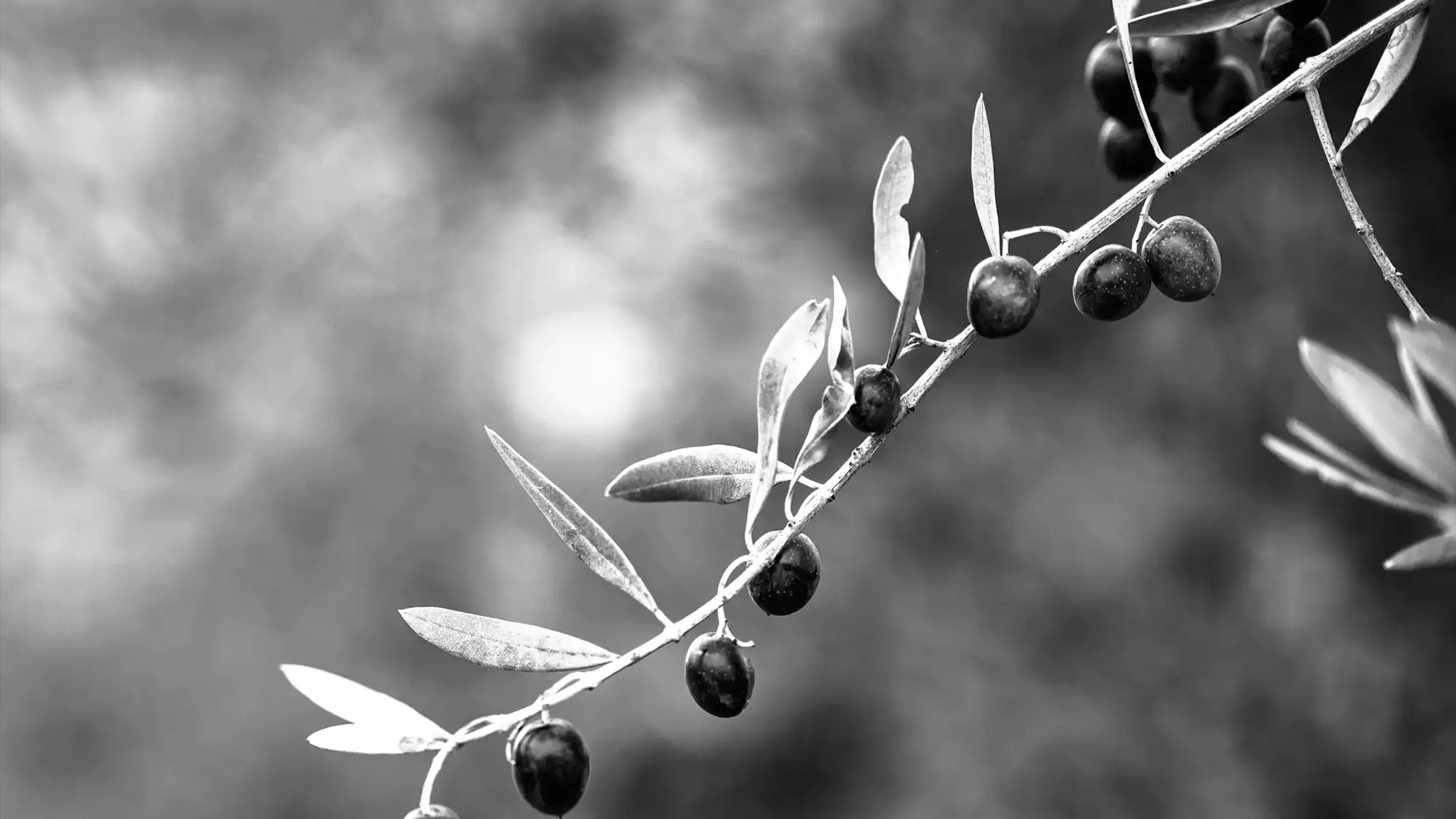 aceite_4